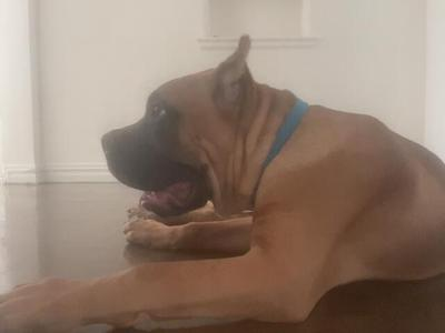 Dog in blue collar in the camera's live feed